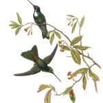 Vintage Illustration Of Traviess Inca Hummingbird In The Public Domain