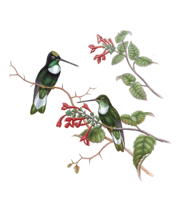 Vintage Illustration Of Tschudis Inca Hummingbird In The Public Domain