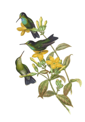 Vintage Illustration Of Velvet Browed Brilliant Hummingbird In The Public Domain
