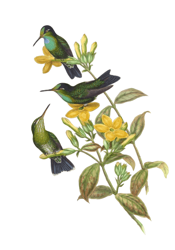 Vintage Illustration Of Velvet Browed Brilliant Hummingbird In The Public Domain