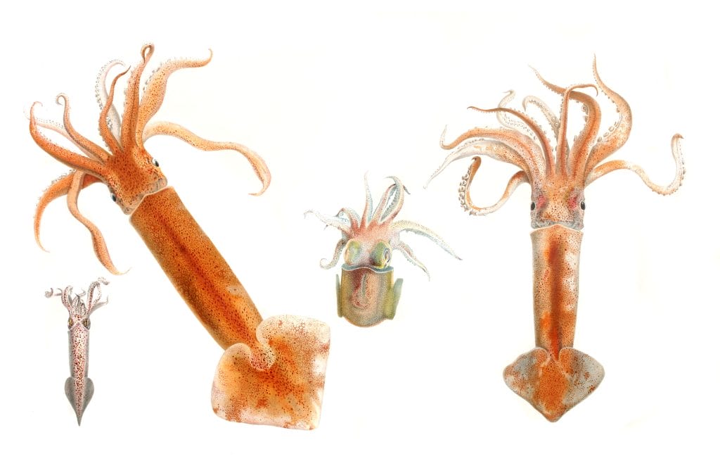 Vintage Illustrations Of Squids