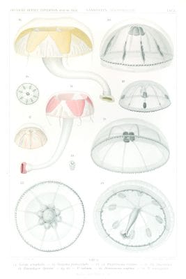 Vintage Jellyfish Illustrations 0