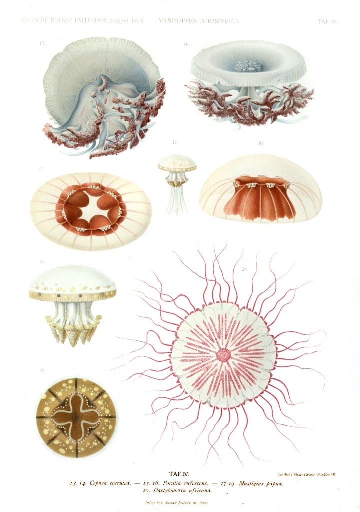 Vintage Jellyfish Illustrations Cephea Coerulea Poralia Rufescens Mastigias Papua Dactylometra Africana
