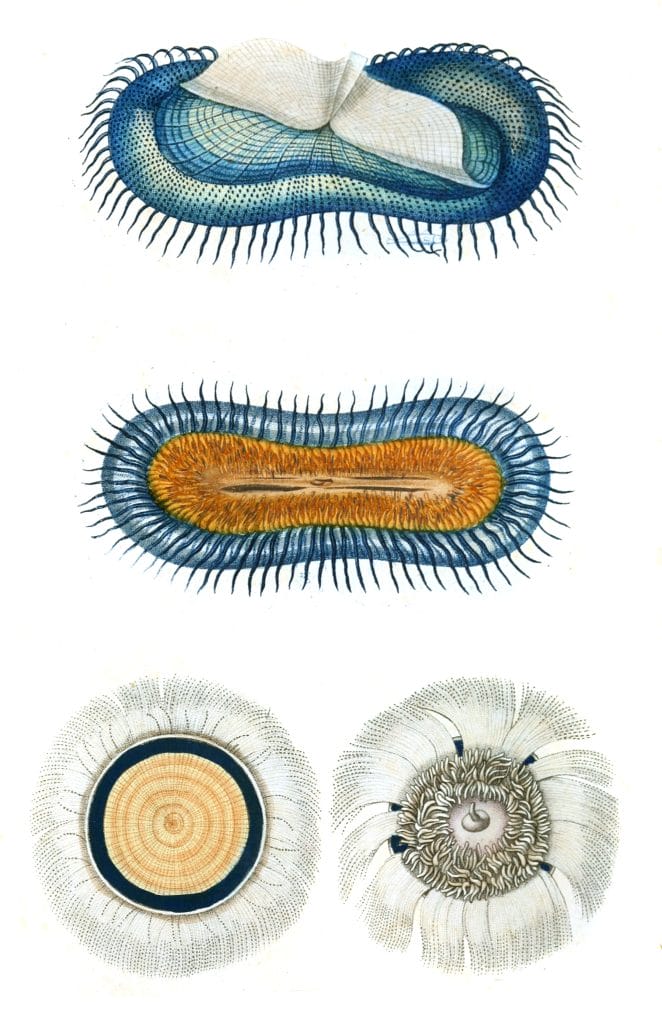 Vintage Jellyfish Illustration
