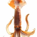 Vintage Squid Illustration