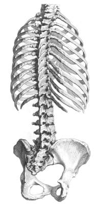 Vintage Human Skeleton Illustration Of Mid Section
