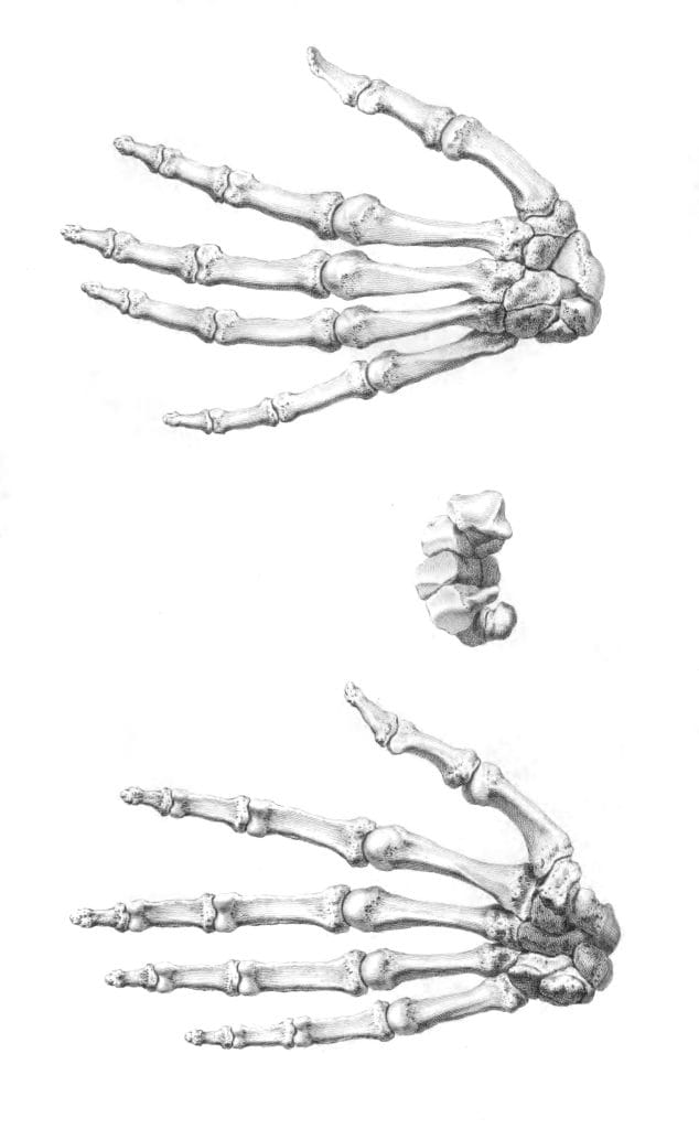 Vintage Illustration Of Bones Of Fingers