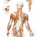 Vintage Illustration Of Human Anatomy Muscles
