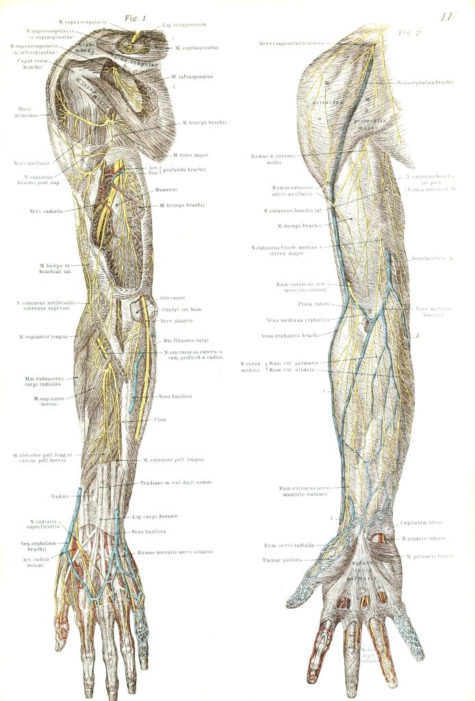 Vintage Illustration Of Human Arm Veins And Nerves