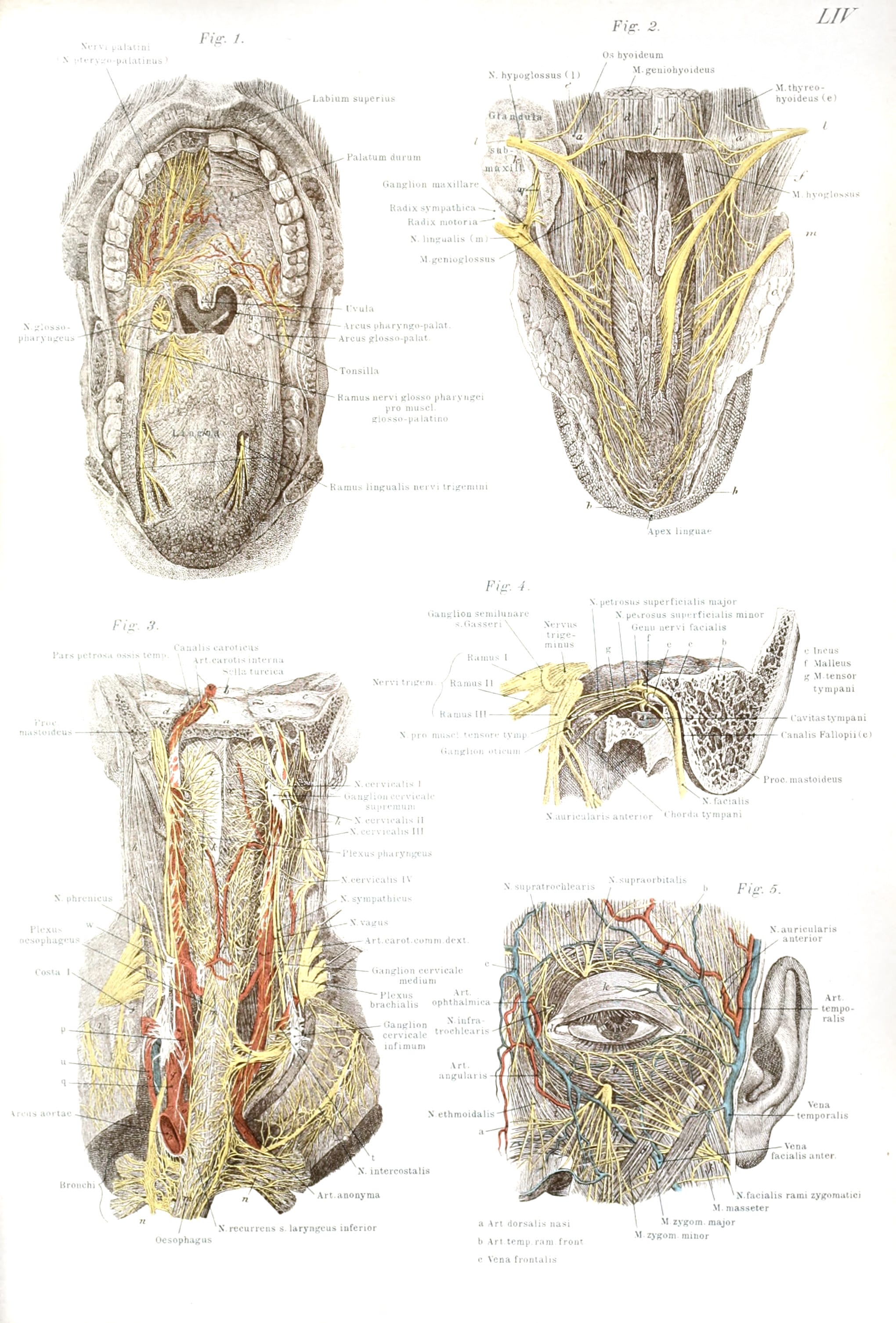 Vintage Illustration Of Human Face