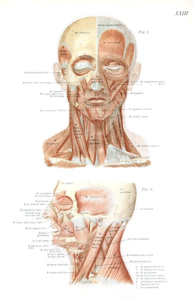 Vintage Illustration Of Human Head Anatomy