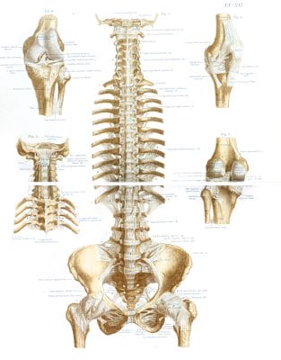 Vintage Illustration Of Human Mid Section Spine