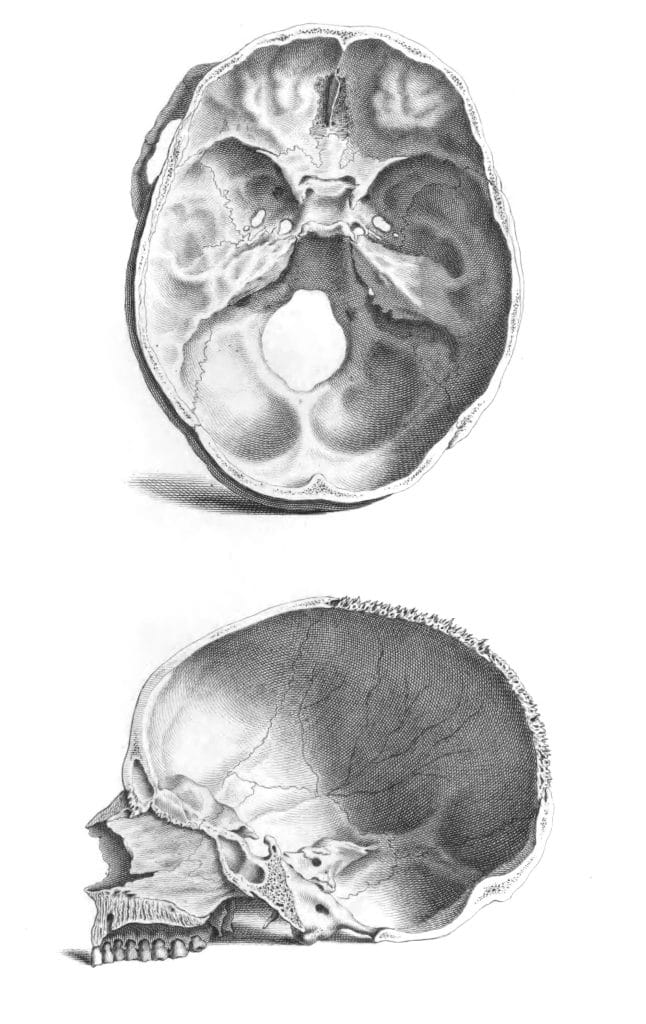 Vintage Illustration Of Skull Cut In Half