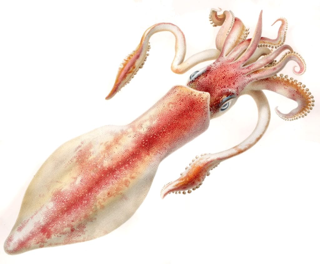 Vintage Illustration Of Squid