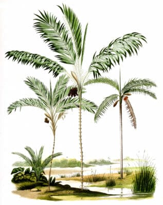 Vintage Illustration Of Various Fruiting Palm Tree