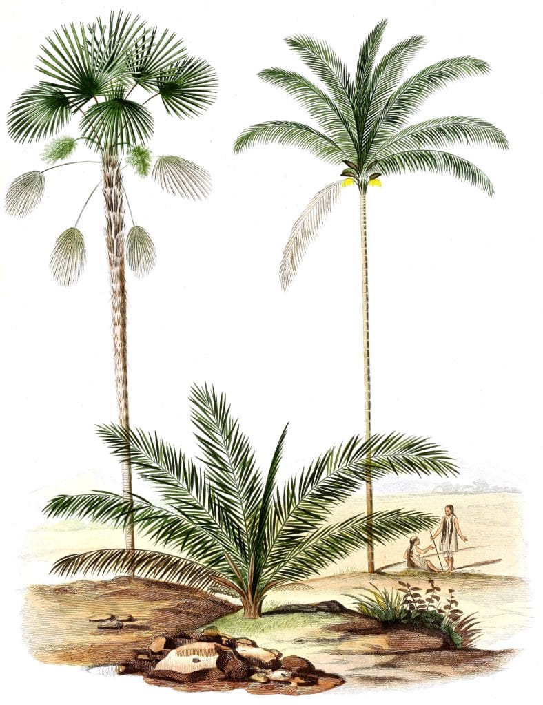 Vintage Illustration Of Various Palm Tree 2