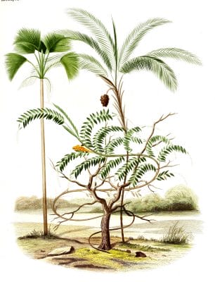 Vintage Illustration Of Various Palm Tree 5