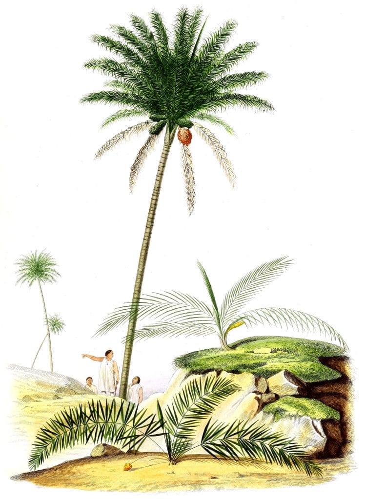 Vintage Illustration Of Various Palm Tree 6