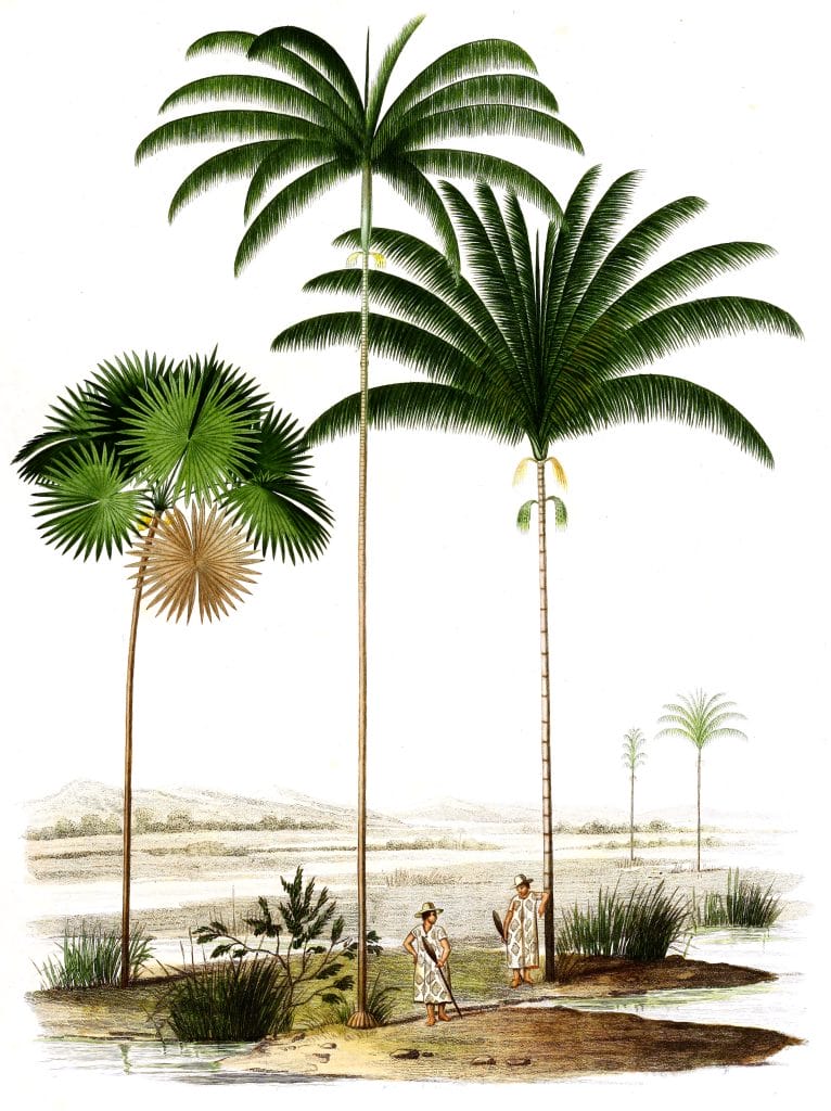 Vintage Illustration Of Various Palm Tree With Two Ladies Standing Under