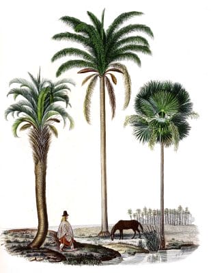 Vintage Illustration Of Various Palm Tree