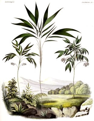 Vintage Illustration Of Various Palm Tree3
