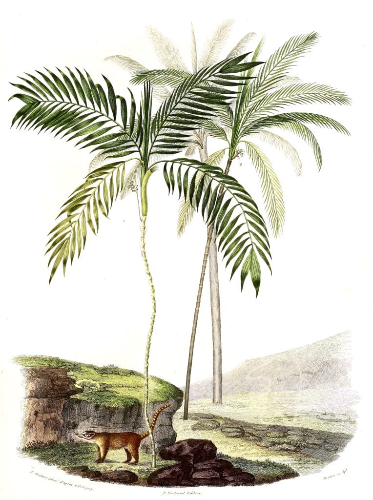 Vintage Illustration Of Various Palm Trees