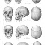 Vintage Illustrations Of Human Skulls