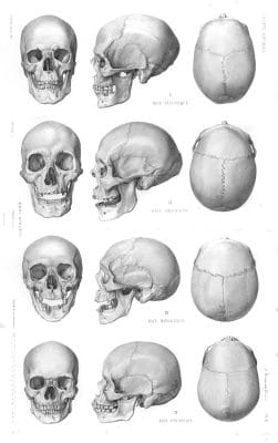 Vintage Illustrations Of Human Skulls