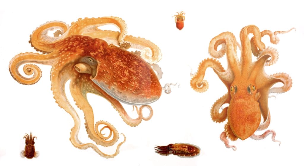 Vintage Illustrations Of Octopus And Cuttlefish
