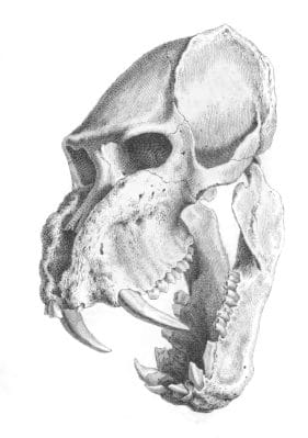 Vintage Skeleton Illustration Of Ape