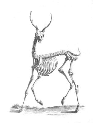Vintage Skeleton Illustration Of Deer