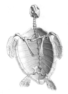 Vintage Skeleton Illustration Of Turtle