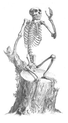 Vintage Skeleton Illustration