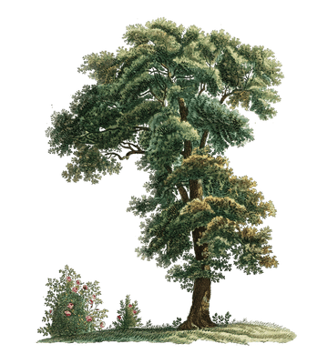 Vintage Tree Illustration