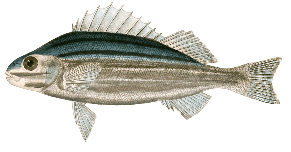 Western Striped Grunter Vintage Fish Illustrations In The Public Domain