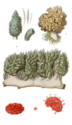 Xenie Spongieuse Vintage Sea Anemone Illustrations In The Public Domain