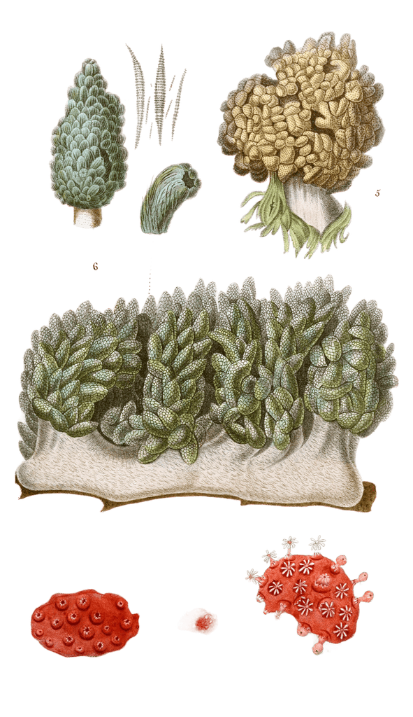Xenie Spongieuse Vintage Sea Anemone Illustrations In The Public Domain