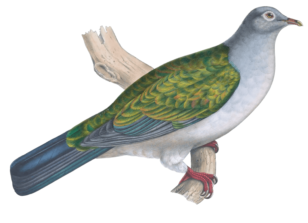 Dove Vintage Dove Illustrations In The Public Domain