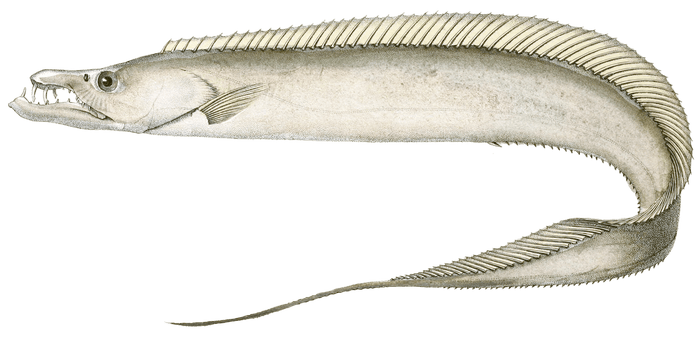 Hairtale Thichure Savale Vintage Fish Illustrations In The Public Domain
