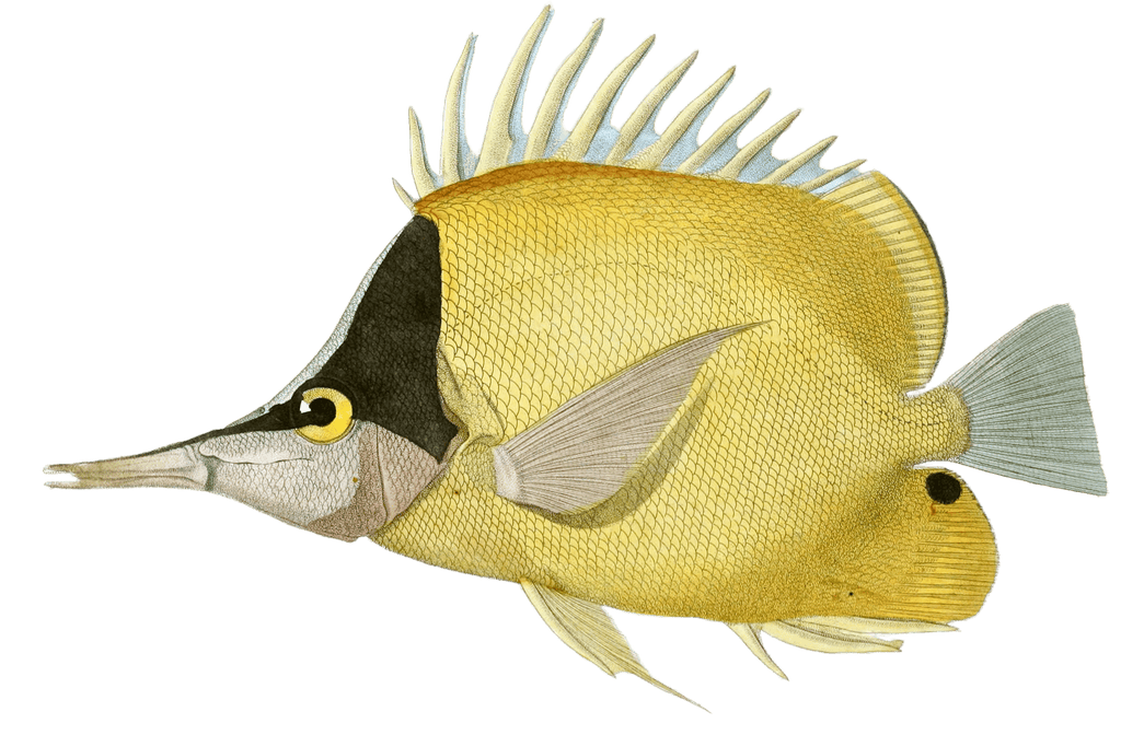 Longnose Butterflyfish Chelmon A Tres Long Bec Vintage Fish Illustrations In The Public Domain