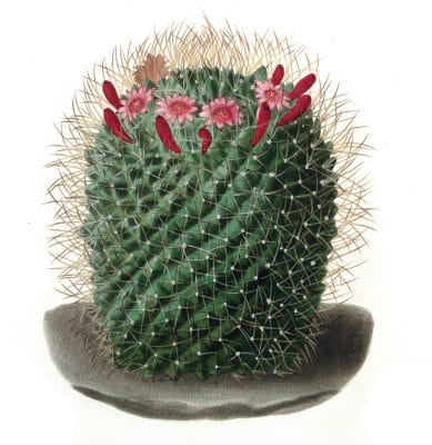 Mammillaria Dolichocentra Vintage Cactus Illustrations