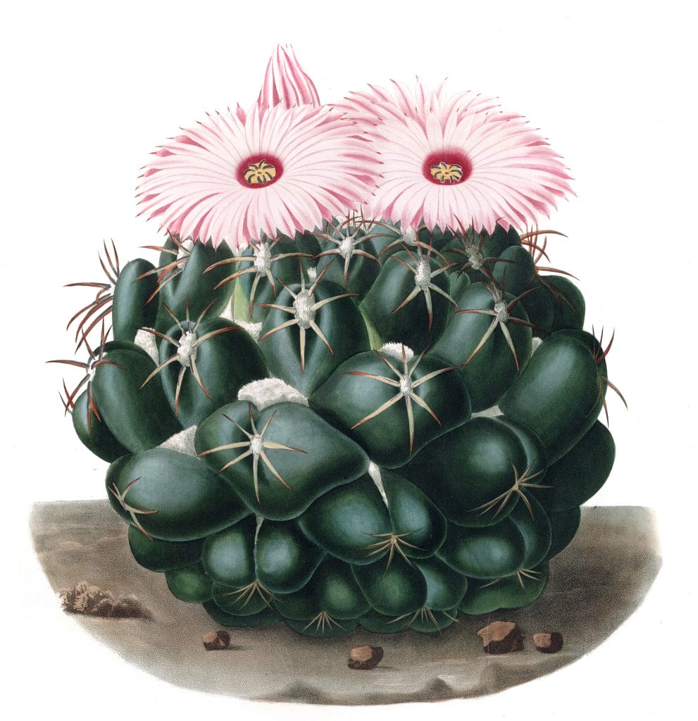 Mammillaria Elephantidens Vintage Cactus Illustrations