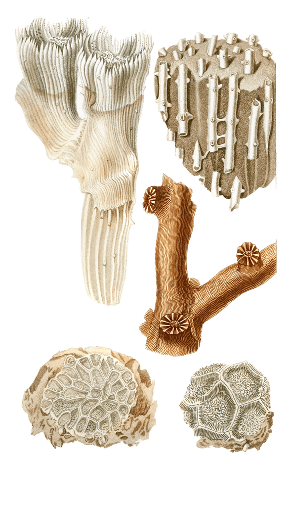 Syringopore Verticille Vintage Coral Illustrations In The Public Domain