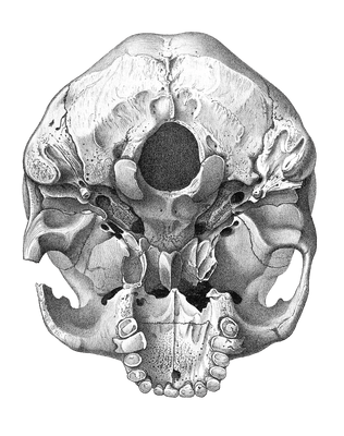 Vintage Skull Illustration Of Human Bottom View