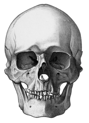Vintage Skull Illustration Of Human Front View 2