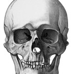 Vintage Skull Illustration Of Human Front View 2
