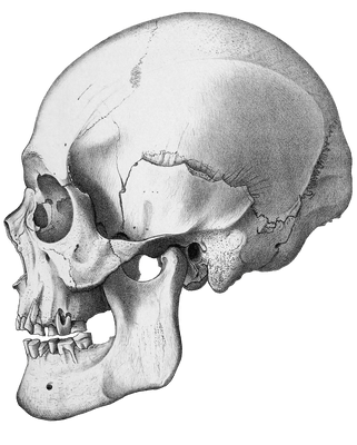 Vintage Skull Illustration Of Human Side Videw