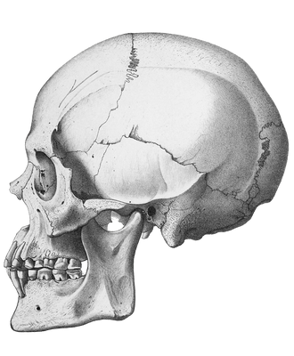 Vintage Skull Illustration Of Human Side
