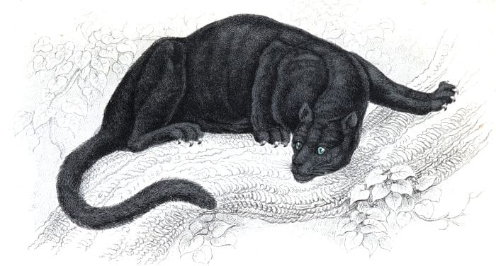 Black Puma