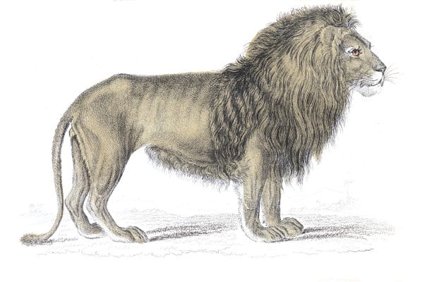 Felis Leo Lion